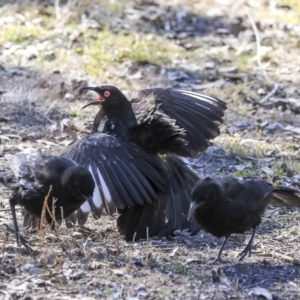 Corcorax melanorhamphos at Bruce, ACT - 25 Aug 2019