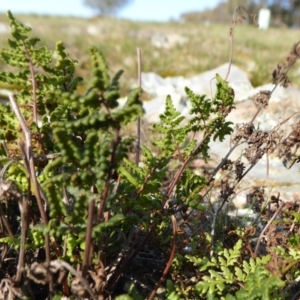 Cheilanthes sieberi at Yass River, NSW - 26 Aug 2019 03:48 PM