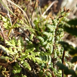 Cheilanthes sieberi at Yass River, NSW - 26 Aug 2019 03:48 PM