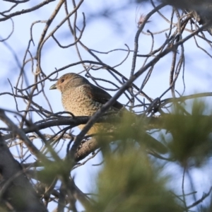 Ptilonorhynchus violaceus at Rendezvous Creek, ACT - 24 Aug 2019