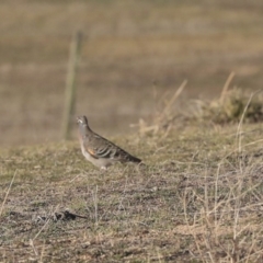 Phaps chalcoptera (Common Bronzewing) at Rendezvous Creek, ACT - 24 Aug 2019 by AlisonMilton