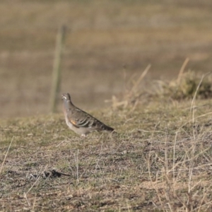 Phaps chalcoptera at Rendezvous Creek, ACT - 24 Aug 2019