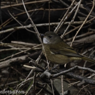 Pachycephala olivacea (Olive Whistler) at Paddys River, ACT - 17 Aug 2019 by BIrdsinCanberra