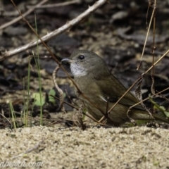 Pachycephala olivacea at Paddys River, ACT - 18 Aug 2019