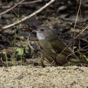 Pachycephala olivacea at Paddys River, ACT - 18 Aug 2019