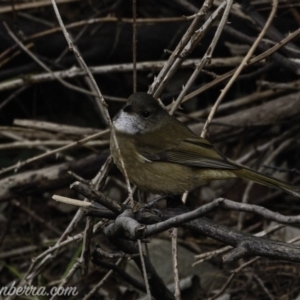 Pachycephala olivacea at Paddys River, ACT - 18 Aug 2019