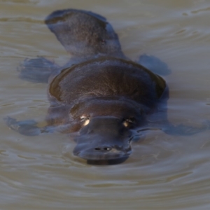 Ornithorhynchus anatinus at Paddys River, ACT - 25 Aug 2019 11:20 AM