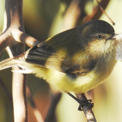 Smicrornis brevirostris (Weebill) at Kambah, ACT - 23 Aug 2019 by HelenCross