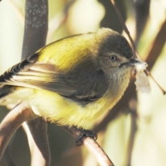 Smicrornis brevirostris at Kambah, ACT - 24 Aug 2019