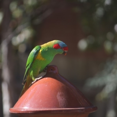 Glossopsitta concinna (Musk Lorikeet) at Waramanga, ACT - 25 Aug 2019 by RohJay