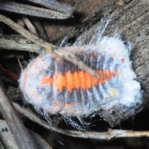 Monophlebulus sp. (genus) at Pialligo, ACT - 25 Aug 2019