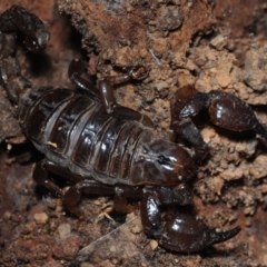 Urodacus manicatus (Black Rock Scorpion) at Aranda Bushland - 23 Aug 2019 by Harrisi