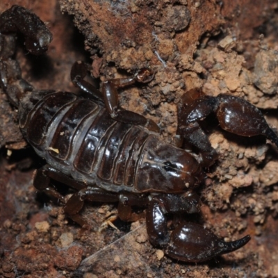 Urodacus manicatus (Black Rock Scorpion) at Aranda Bushland - 23 Aug 2019 by Harrisi