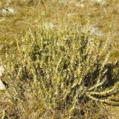 Melichrus urceolatus (Urn Heath) at Tuggeranong Hill - 14 Aug 1999 by michaelb