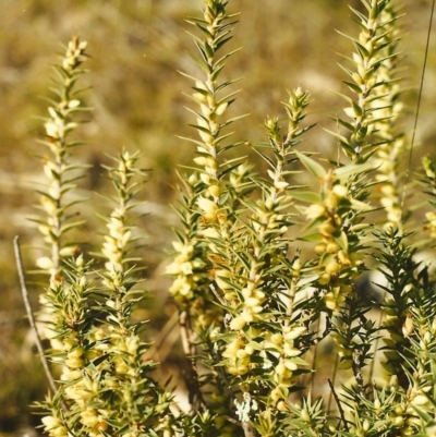 Melichrus urceolatus (Urn Heath) at Conder, ACT - 19 Aug 2000 by michaelb