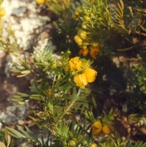 Senna aciphylla at Tennent, ACT - 22 Sep 2005