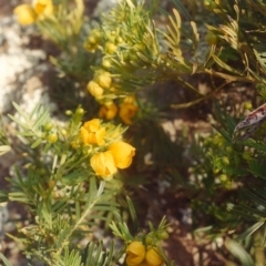 Senna aciphylla at Tennent, ACT - 22 Sep 2005 12:00 AM