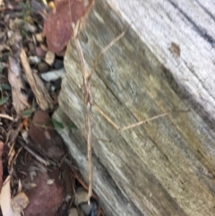 Phasmatodea (order) (Unidentified stick insect) at Mirador, NSW - 25 Aug 2019 by hynesker1234