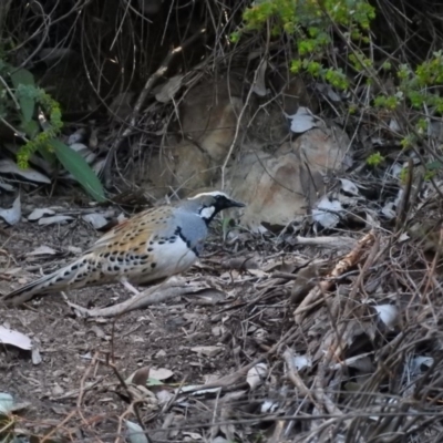 Cinclosoma punctatum (Spotted Quail-thrush) at Burrinjuck, NSW - 24 Aug 2019 by ArcherCallaway