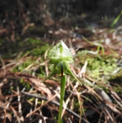 Pterostylis nutans (Nodding Greenhood) at Burrinjuck, NSW - 24 Aug 2019 by RyuCallaway