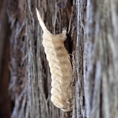 Unidentified Insect at Dunlop, ACT - 22 Aug 2019 by CathB