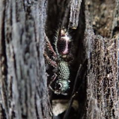 Aglaotilla sp. (genus) (Australian Velvet Ant) at Dunlop, ACT - 25 Aug 2019 by CathB