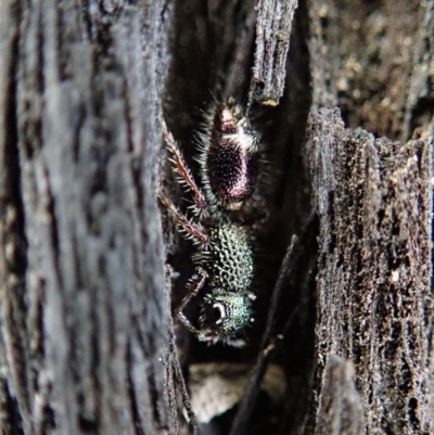 Aglaotilla sp. (genus) (Australian Velvet Ant) at Dunlop, ACT - 25 Aug 2019 by CathB