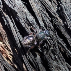 Aglaotilla sp. (genus) at Aranda Bushland - 25 Aug 2019