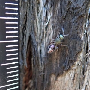 Aglaotilla sp. (genus) at Aranda Bushland - 25 Aug 2019