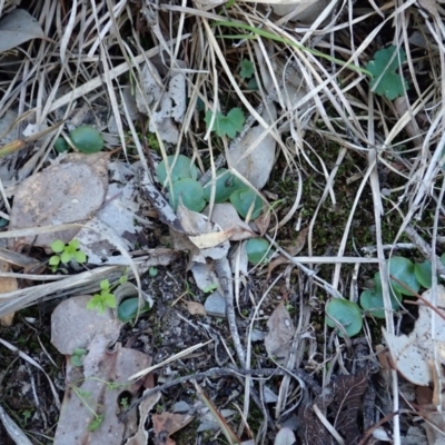 Corysanthes incurva (Slaty Helmet Orchid) at Point 4081 - 25 Aug 2019 by CathB