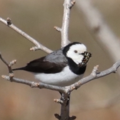 Epthianura albifrons at Molonglo Valley, ACT - 19 Aug 2019 12:00 AM