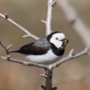 Epthianura albifrons at Molonglo Valley, ACT - 19 Aug 2019