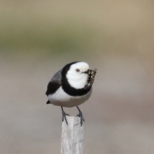 Epthianura albifrons at Molonglo Valley, ACT - 19 Aug 2019