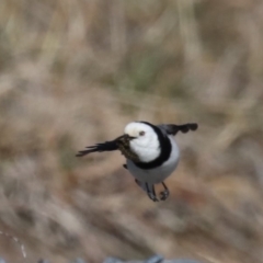 Epthianura albifrons at Molonglo Valley, ACT - 19 Aug 2019