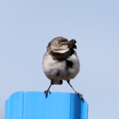 Epthianura albifrons (White-fronted Chat) at National Arboretum Forests - 19 Aug 2019 by jbromilow50