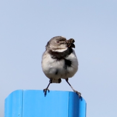 Epthianura albifrons (White-fronted Chat) at Molonglo Valley, ACT - 19 Aug 2019 by jbromilow50