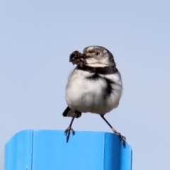 Epthianura albifrons at Molonglo Valley, ACT - 19 Aug 2019 02:12 PM