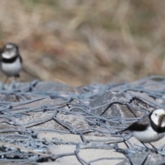 Epthianura albifrons at Molonglo Valley, ACT - 19 Aug 2019 02:12 PM