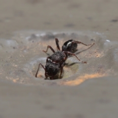 Rhytidoponera tasmaniensis at Hackett, ACT - 12 Aug 2019