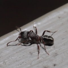 Rhytidoponera tasmaniensis at Hackett, ACT - 12 Aug 2019 12:09 PM