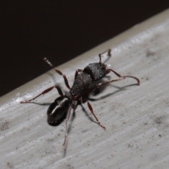 Rhytidoponera tasmaniensis at Hackett, ACT - 12 Aug 2019