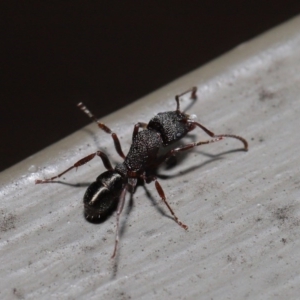 Rhytidoponera tasmaniensis at Hackett, ACT - 12 Aug 2019 12:09 PM