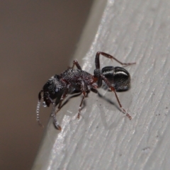 Rhytidoponera tasmaniensis at Hackett, ACT - 12 Aug 2019 12:09 PM