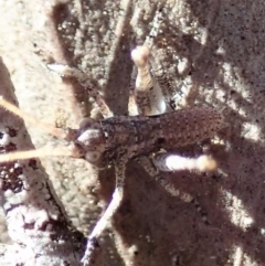 Tettigoniidae (family) (Unidentified katydid) at Dunlop, ACT - 22 Aug 2019 by CathB