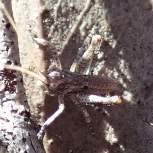 Tettigoniidae (family) at Dunlop, ACT - 22 Aug 2019