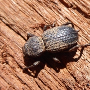 Cubicorhynchus sp. (genus) at Symonston, ACT - 25 Aug 2019