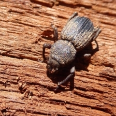 Cubicorhynchus sp. (genus) at Symonston, ACT - 25 Aug 2019