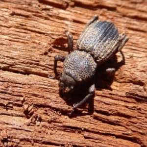 Cubicorhynchus sp. (genus) at Symonston, ACT - 25 Aug 2019 11:28 AM