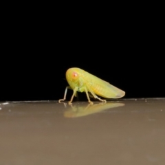 Cicadellidae (family) (Unidentified leafhopper) at Acton, ACT - 12 Aug 2019 by TimL