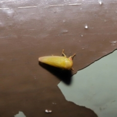 Cicadellidae (family) at Acton, ACT - 12 Aug 2019 01:54 PM